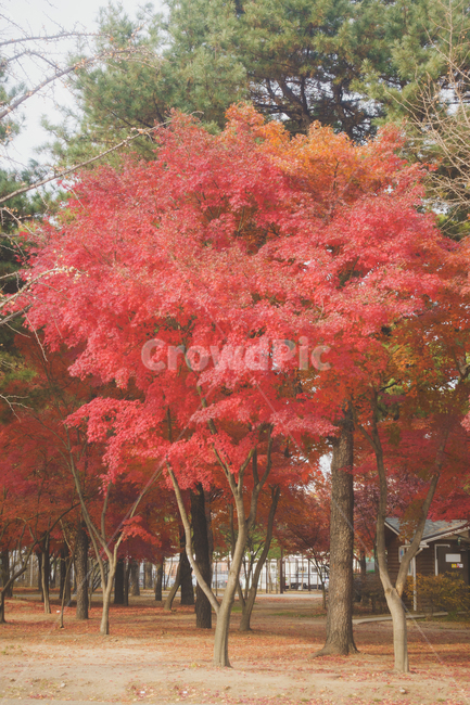 단풍,가을풍경,가을,감성,풍경,가을,계절,fall,autumn,season,자연,풍경,nature,landscape,tree,나무,plant,식물,maple