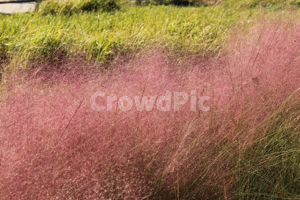 자연,핑크뮬리,가을,공원,autumn,가을,계절,fall,autumn,season,식물,자연,plants,nature,꽃,flower,grass,잔디,plant