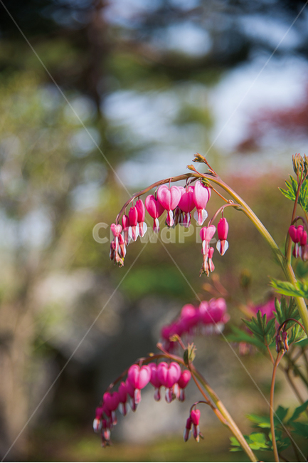 flower,봄,금낭화,봄꽃,꽃,하트모양,식물,핑크색,식물,자연,plants,nature,꽃,flower