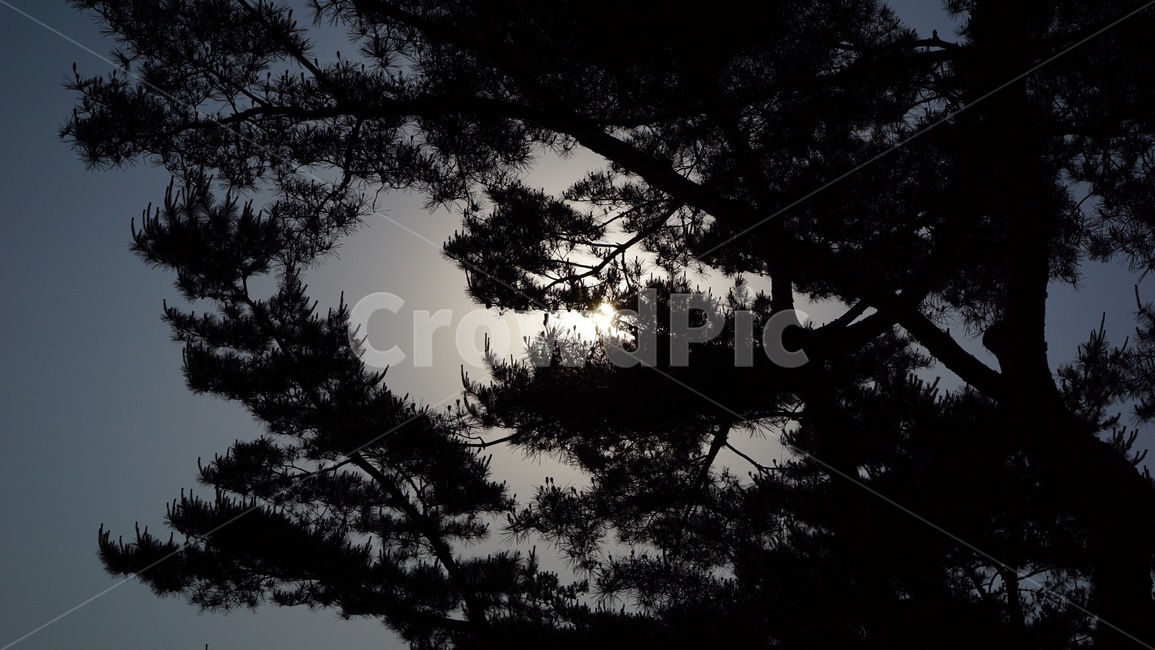 어두운,나무,dark,역광,그림자,backlight,treeshadow,tree,covered,가려진,sunlight,dusky,dim,우울한,gloomy,light,나무그림자,가려지다,어둠,어두움,자연,풍경,nature,landscape,silhouette,실루엣