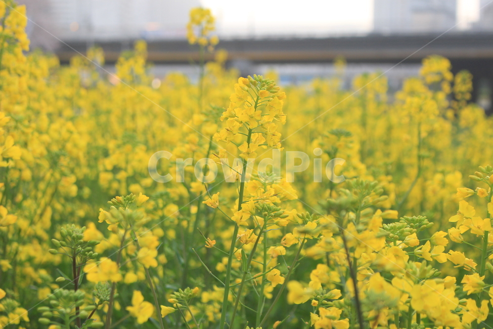 유채꽃,꽃밭,봄,노란꽃,연안교,온천천,봄,계절,spring,season,식물,자연,plants,nature,꽃,flower,field,들