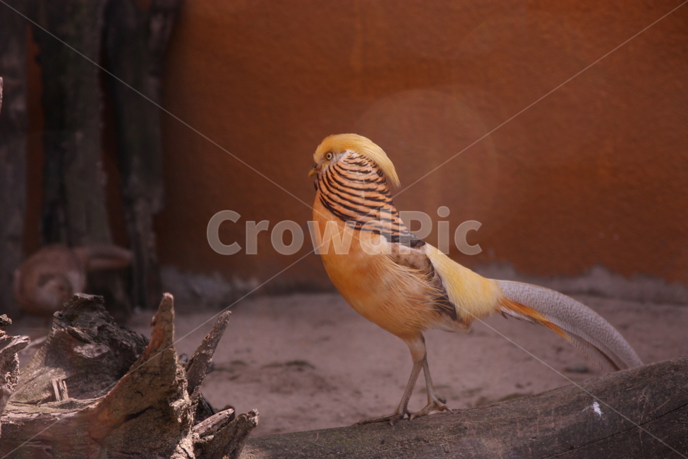 bird,새,animal,동물,금계,동물,animal,조류,새,birds