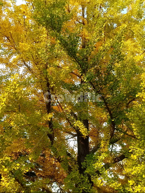 가을,단풍,낙엽,maple,plant,식물,단풍나무,단풍잎,leaf,잎,tree,나무,계절,fallautumnseason,가을단풍,자연,풍경,경치,가을,계절,fall,autumn,season,식물,자연,plants,nature,나무,trees,wood,tree trunk,나무 줄기