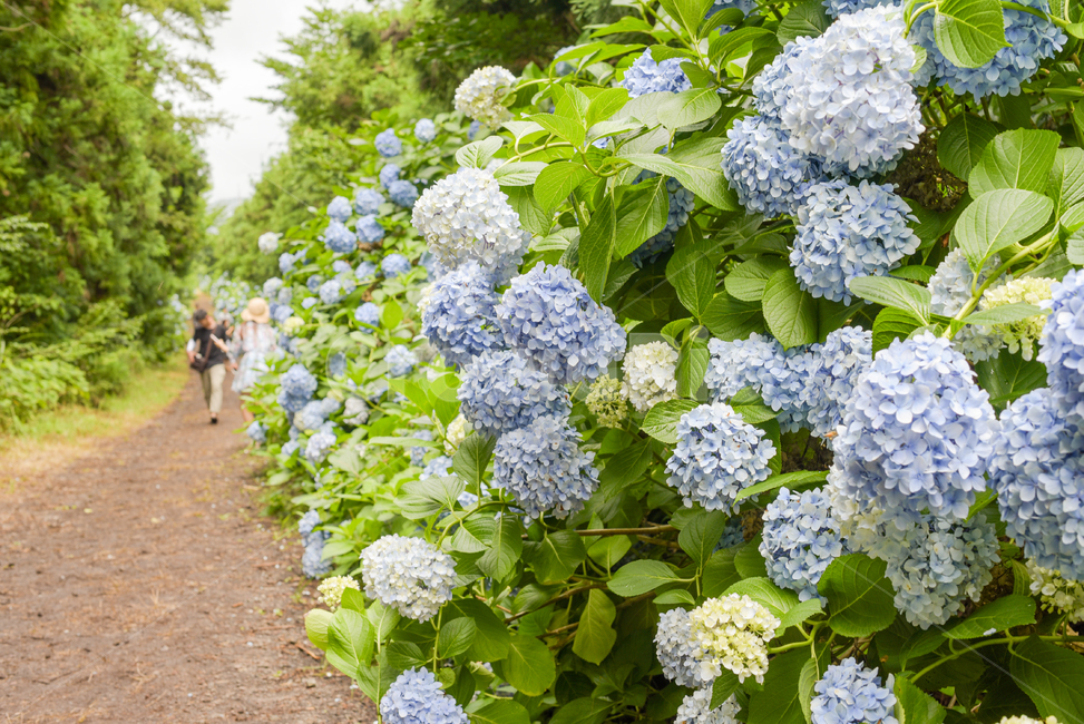 초목,식물,blossom,꽃,flower,plant,수국,수국화분,보라꽃,하늘색꽃,hydrangea,수국길,제주도수국,제주수국,식물,자연,plants,nature,꽃,flower