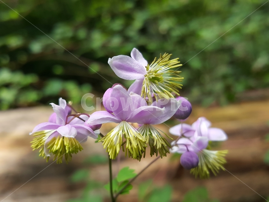 금꿩의다리,야생화,한국자생식물,자연,여러해살이풀,yellowfilamentousmeadowrue,plant,식물,꽃,flower,식물,자연,plants,nature,꽃,flower
