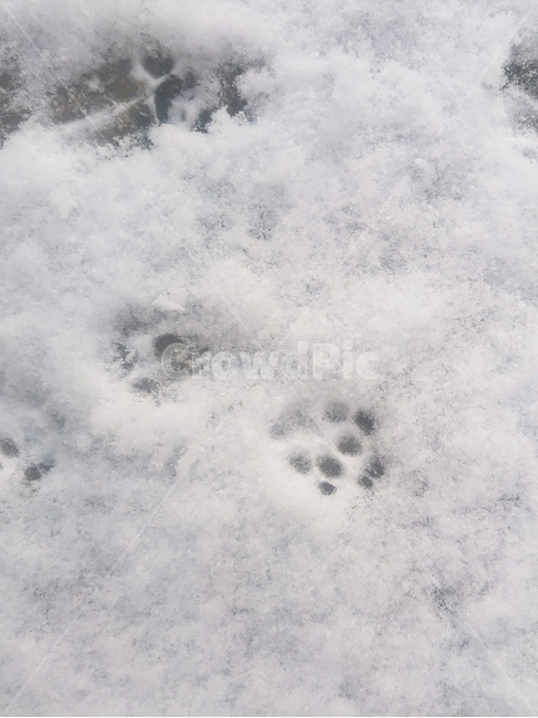 눈,강아지발바닥,발바닥,자국,개발바닥,snow,paw,dog’spaw,paws,날씨,겨울,winter