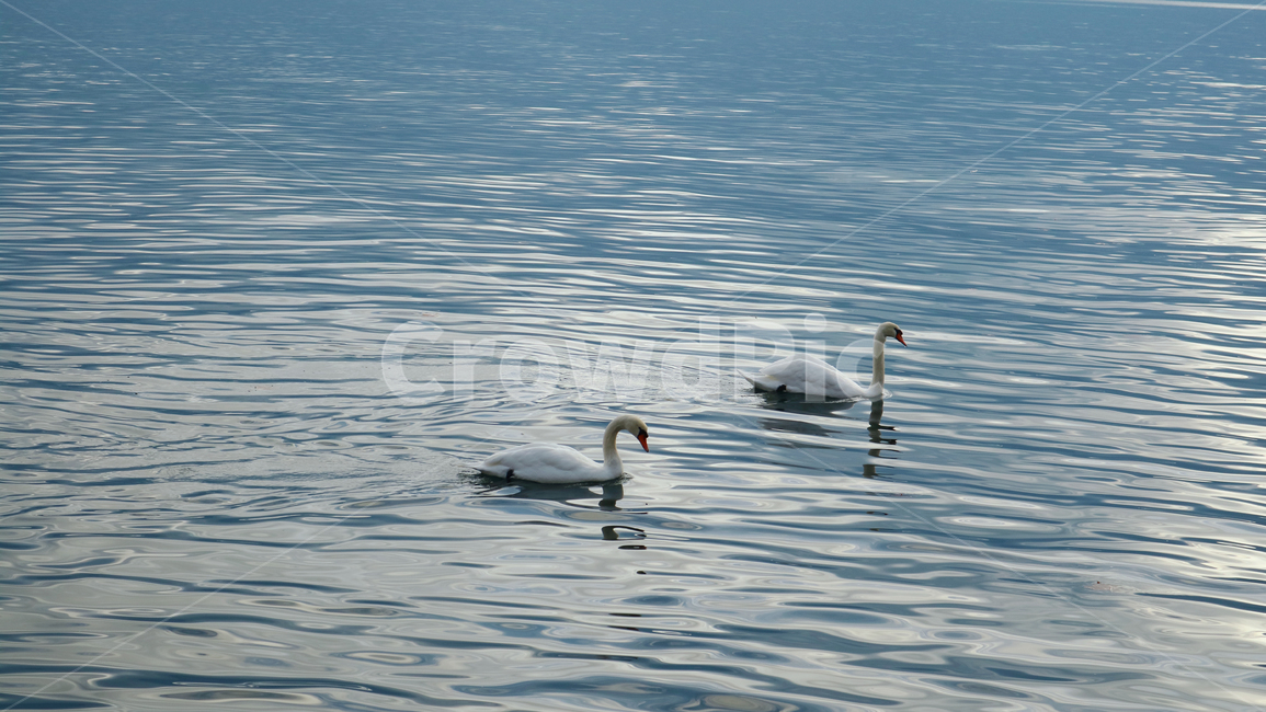 백조,물,water,풍경,nature,자연,자연,풍경,nature,landscape,animal,동물,bird,새