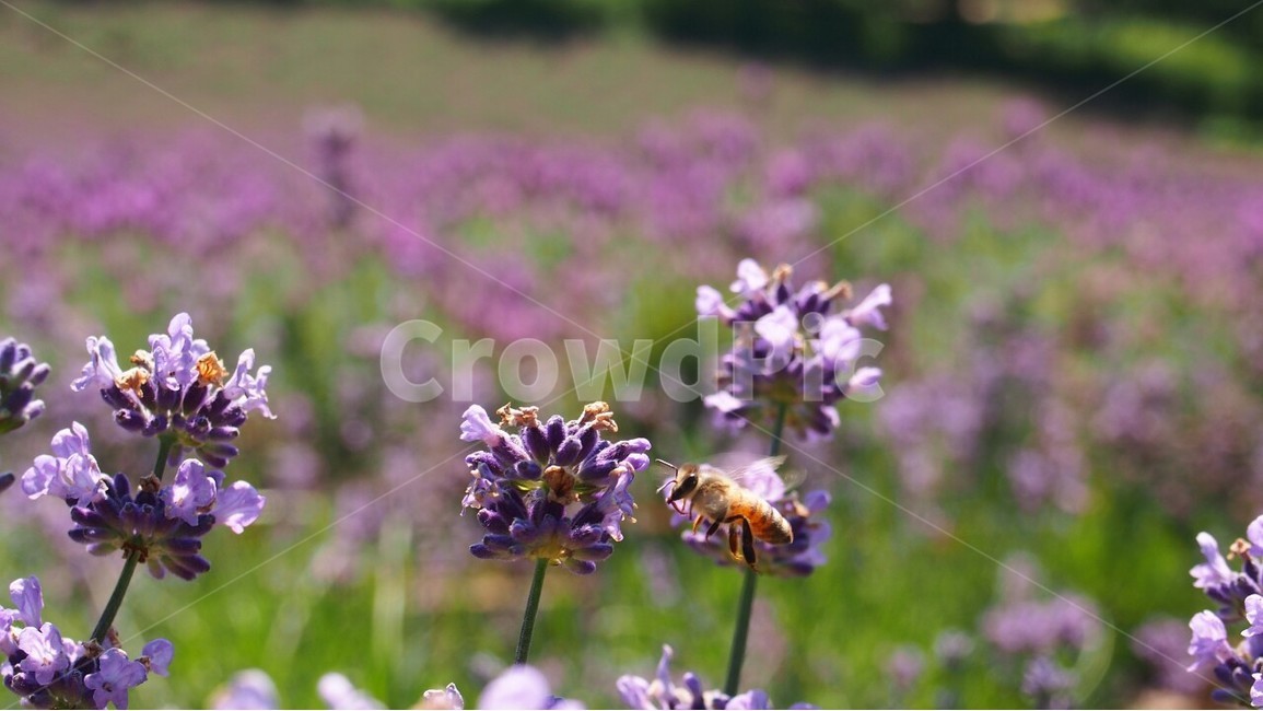 라벤더축제,허브,향기,벌,자연,식물,자연,plants,nature,꽃,flower,동물,animal,곤충,벌레,insect,bug