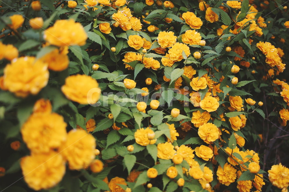 식물,꽃,잎,plant,leaf,금잔화,노란색,노랑,자연,봄