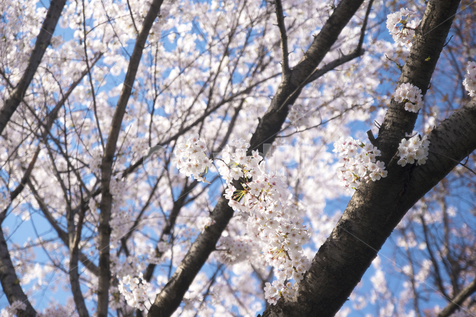 꽃,봄,하늘,벚꽃,계절,봄,계절,spring,season,식물,자연,plants,nature,꽃,flower,plant,blossom