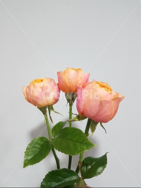 꽃,분홍장미,분홍색,핑크장미,핑크,분홍,장미세송이,장미,장미꽃,식물,자연,plants,nature,꽃,flower