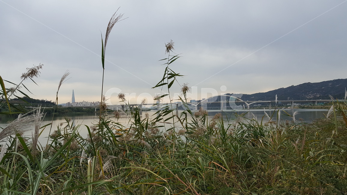 한강,갈대,가을,울적할때,강,가을,계절,fall,autumn,season,자연,풍경,nature,landscape,한국자연풍경,한국자연경관,korea nature landscape,grass,잔디,plant,식물,lawn,reed