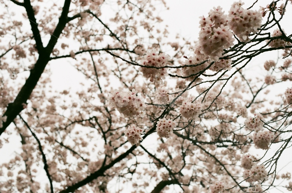 벚꽃,벚나무,cherryblossom,봄,4월,꽃,식물,자연,꽃잎,나무,sakura,spring,flower,계절,봄,계절,spring,season,식물,자연,plants,nature,꽃,flower,plant,blossom