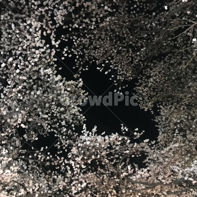밤하늘,벚꽃나무,꽃,외로움,벚꽃,꽃,flower