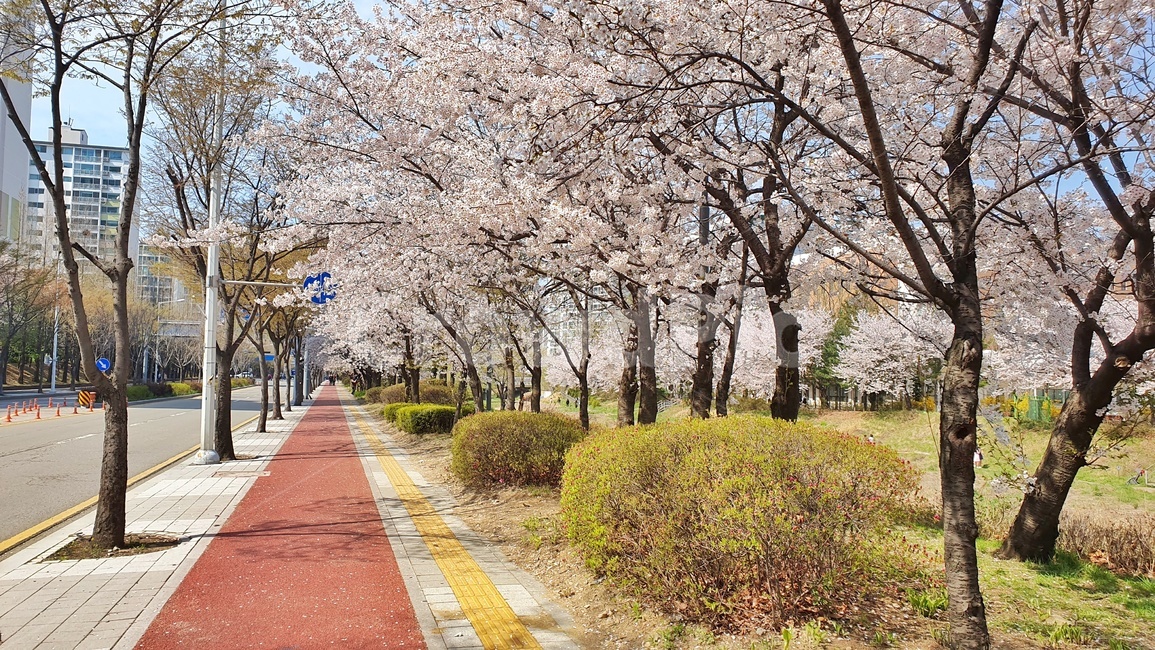 벚꽃,봄,꽃,cherryblossom,flower,플라워,벚꽃놀이,벚꽃축제,사쿠라,한국,korea,4월,분홍