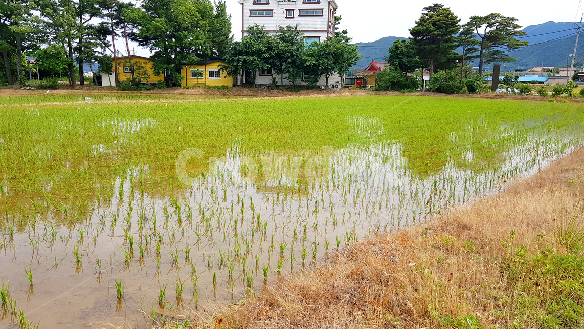 논,모내기,농사,시골,푸르다,farming,agriculture,paddyfield,country,green,spring,start,clean,breeze,field,대자연,nature,자연