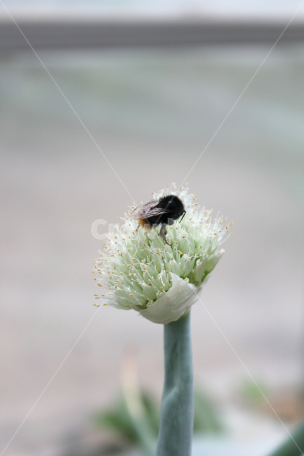 꽃,플라워,파꽃,파,식물,자연,클로즈업,벌,곤충,벌레,식물,자연,plants,nature,꽃,flower,동물,animal,곤충,벌레,insect,bug