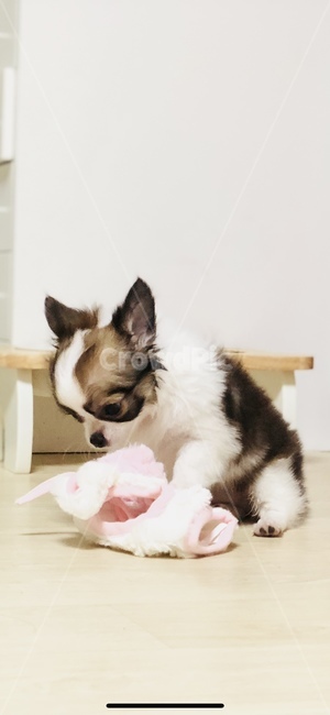 어린강아지,애견,장모치와와,귀여운,강아지,동물,animal,포유류,mammal,개,강아지,dog,doggy