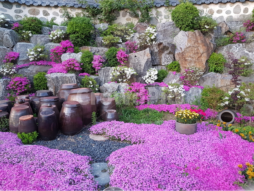 꽃,봄,가을,보라,빨강,빨간,느낌,이쁜,예쁜,항아리,한국적인,한국,봄,계절,spring,season,한국전통,한국문화,korean traditional,korean culture,꽃,flower