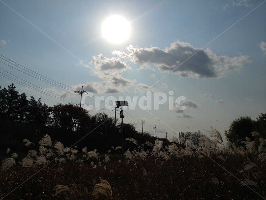 갈대밭,갈대,전봇대,식물,가을,자연,태양,구름,하늘,가을,계절,fall,autumn,season,자연,풍경,nature,landscape,flare,플레어,light,빛,sunlight,햇빛