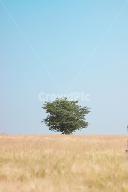 갈대,나무,외톨이,홀로,풍경,자연,풍경,nature,landscape,field,들,outdoors,옥외,grassland,목초지,savanna,대초원,plant,식물,tree