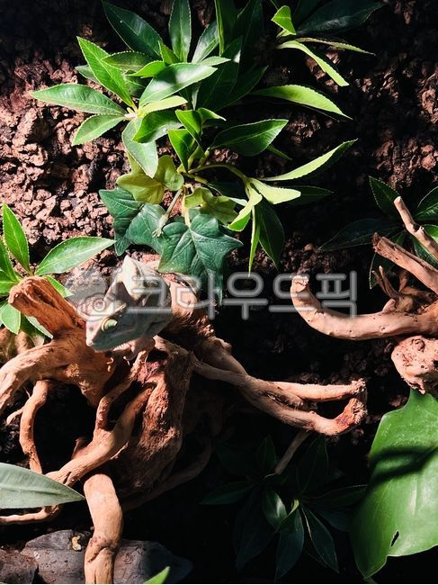 자연,카멜레온,카멜리온,nature,파충류,식물,나무위,변신