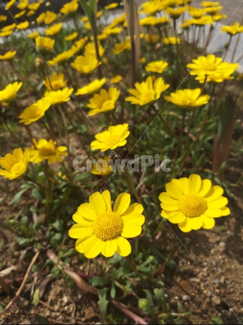 꽃,봄,식물,계절,spring,자연,flower,feeling,감성,개화