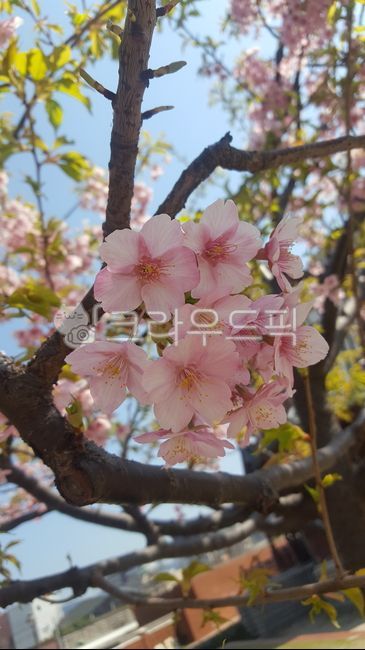 식물,벚꽃,꽃,배경,자연