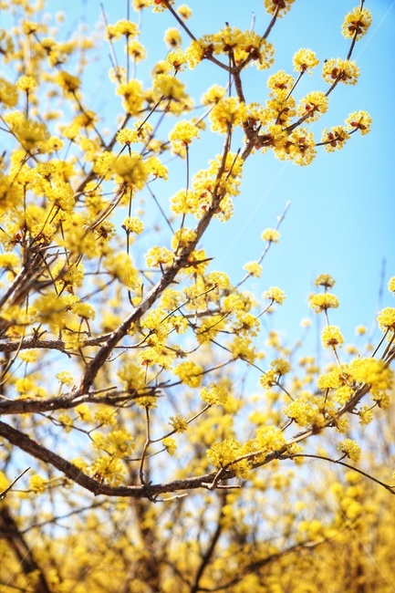 plant,식물,꽃,산수유,봄,계절,flower,spring