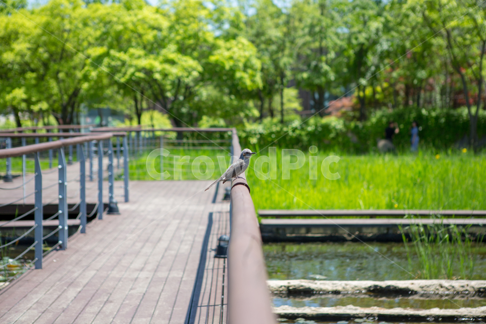 새,동물,선유도공원,자연,계절,봄,여름,공원,park,nature,bird,동물,animal,조류,새,birds