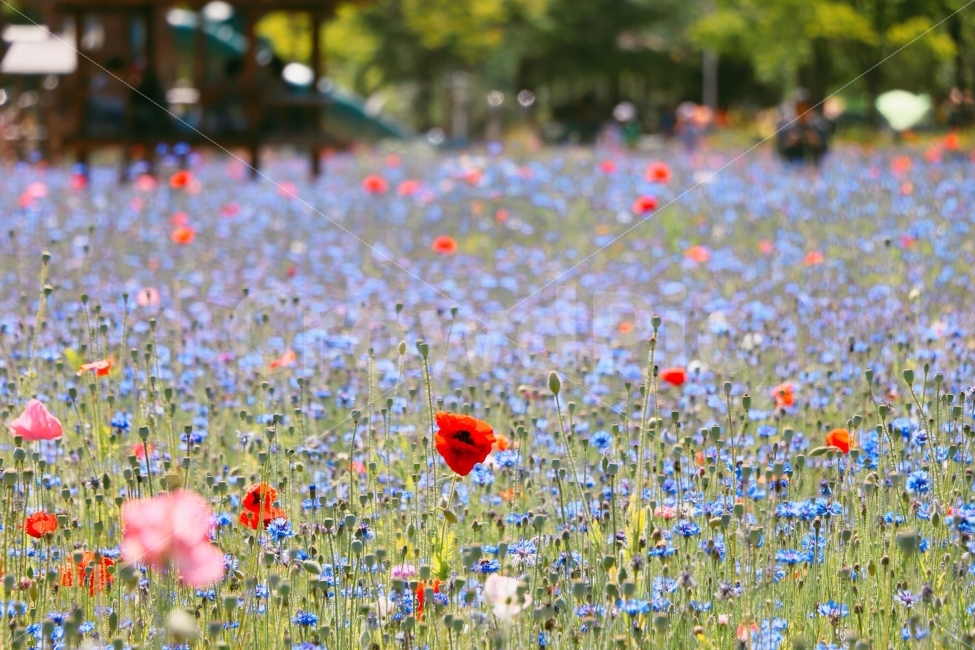 꽃,수레국화,양귀비,축제,사진,아름다움,식물,자연,plants,nature,꽃,flower,감성,sensible,feeling