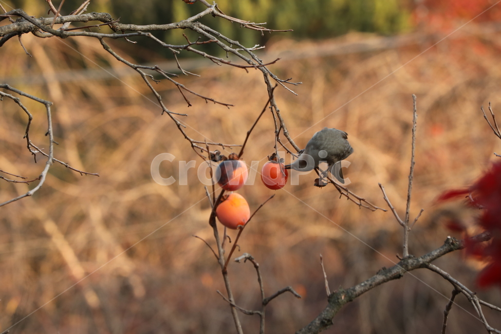 홍시,감나무,새,연시,행복,곡예,가을,계절,fall,autumn,season,동물,animal,조류,새,birds,과일,열매,fruit,bird,plant,식물