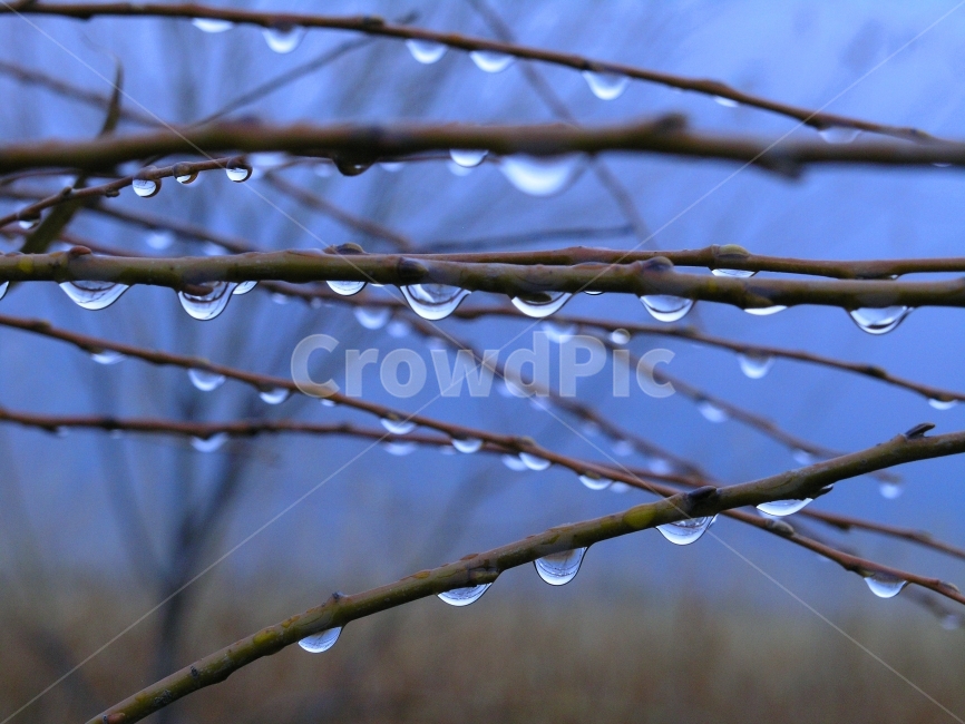 겨울비,이슬,물방울,맺히다,아침,가지,나뭇가지,water,fall,winter,dew,빗물,방울방울,맑은,순수,느낌,투명한,깨끗한,야외,시즌,계절,rainy,식물,자연,plants,nature,비,비오는날,rain,rainy