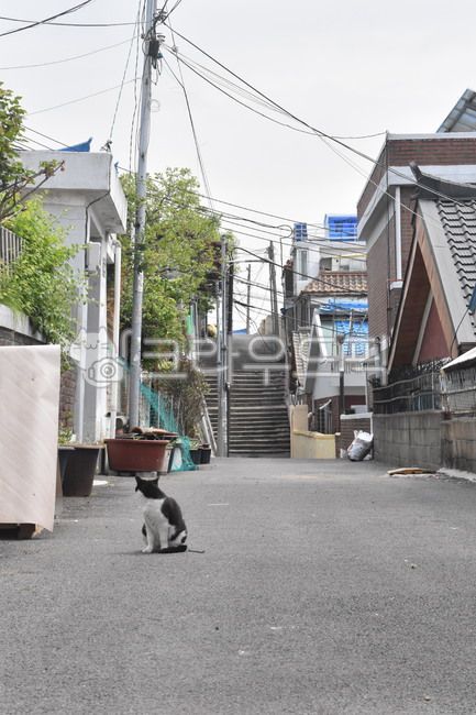 stray cat,town,friendly,cat,stairs,animal,back,alley