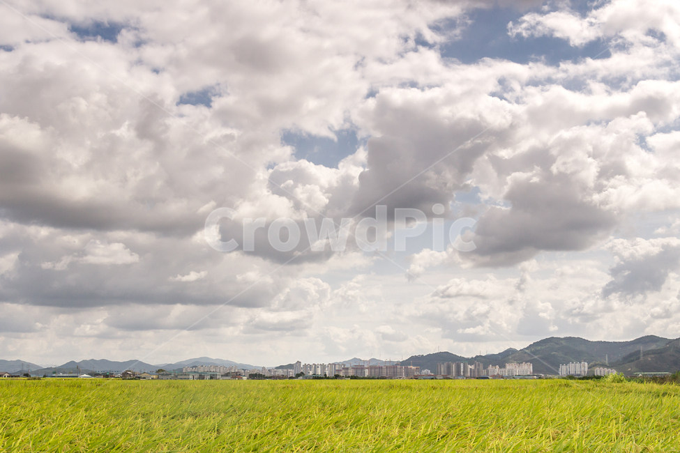 구름,하늘,벼,가을,추수,추석,뭉게구름,cloudy,sky,농촌,rural,region,먼산,자연,풍경,nature,landscape,field,들,grassland,목초지,outdoors,옥외