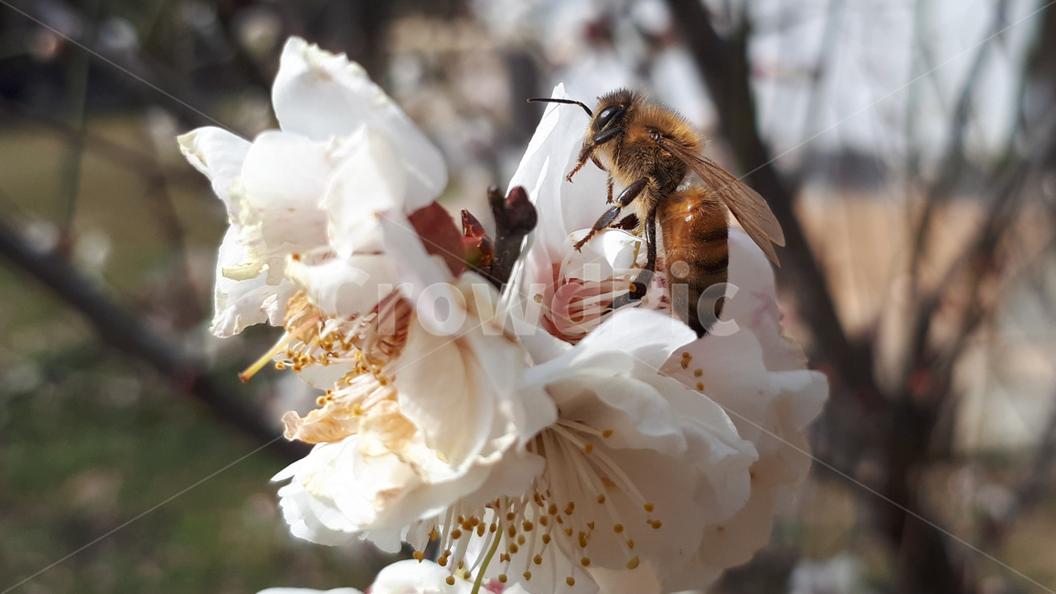 매화,꽃,plant,식물,봄,flower,blossom,벌,곤충,꿀벌,화분,bee,식물,자연,plants,nature,꽃,flower