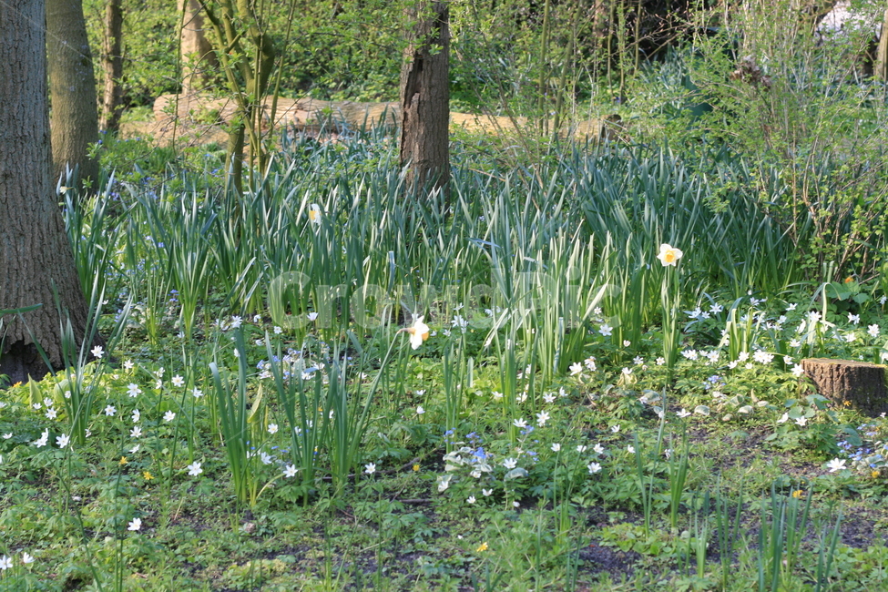 꽃,정원,튤립축제,식물,꽃밭,flower,garden,풀밭,plant,식물,자연,plants,nature,꽃,flower