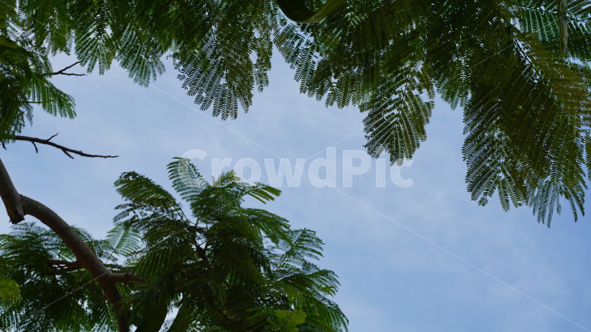 하늘,나무,나뭇잎,파랑,초록,자연,여름,휴식,힐링,배경,sky,tree,leaf,green,summer,nature