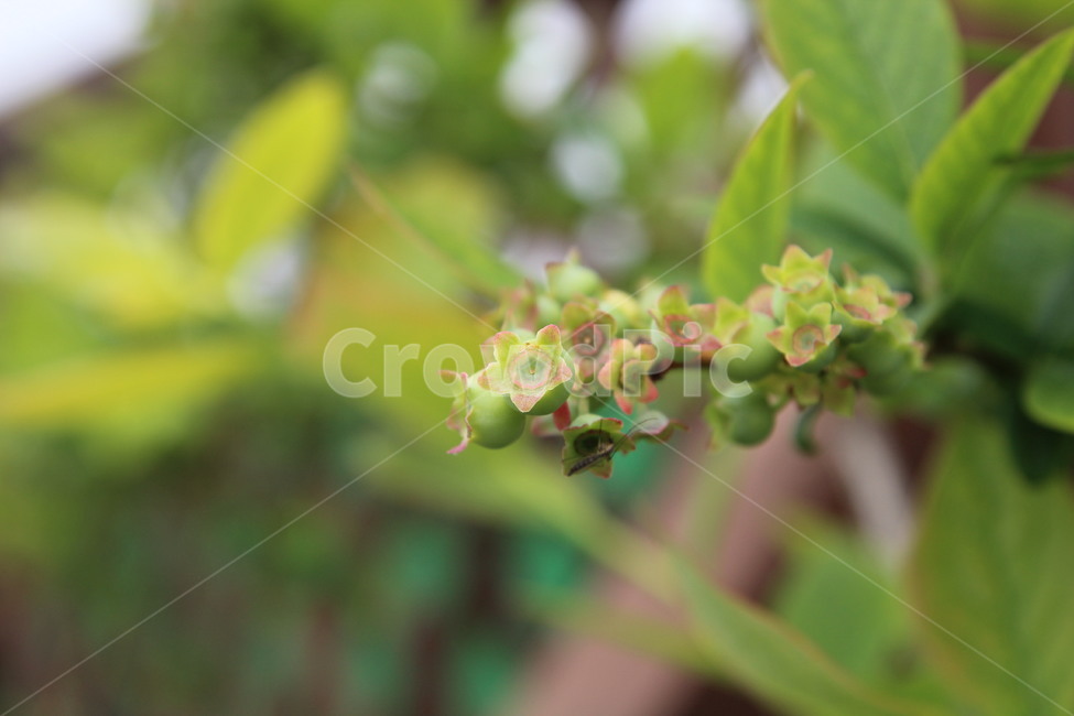 plant,식물,sprout,새싹,bud,싹,꽃,flower,blossom,식물,자연,plants,nature