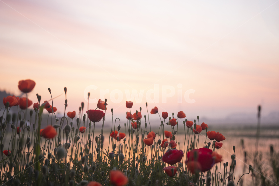 배경,풍경,아침,노을,꽃,식물,background,landscape,sunset,flowers,plants,식물,자연,plants,nature,꽃,flower,감성,sensible,feeling