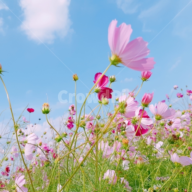 코스모스,분홍,하늘,색감,감성,가을,가을,계절,fall,autumn,season,식물,자연,plants,nature,꽃,flower,색깔,색상,색채,색감,color sense,color sensitivity,feeling of color,spring,봄,plant