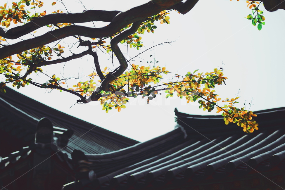 단풍,기와,아침,고요,경관,자연,풍광,nature,landscape,한국자연풍경,koreanaturelandscape,감성,감정,sensible,feeling,emotion,계절,season,마을,rural,한국전통,한국문화,koreatraditional,koreaculture,plant,나무,trees,wood,한국전통,한국문화,korean traditional,korean culture,감성,sensible,feeling,건축물,건물외관,exterior,building,structure,architecture,construction