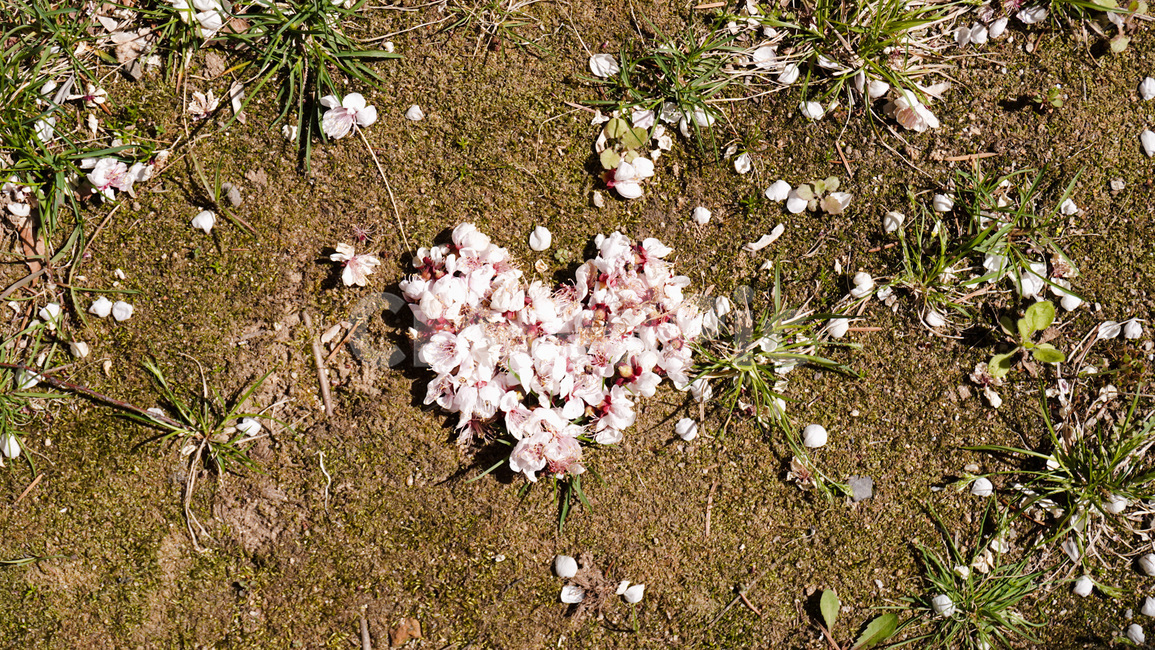 꽃,벚꽃,봄,사랑,하트,love,spring,flower,blossom,plant,ground,바닥,꽃잎