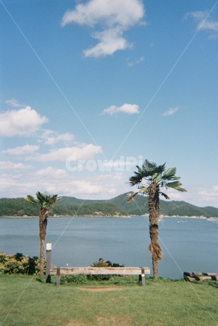 하늘,야자수,바다,tree,자연