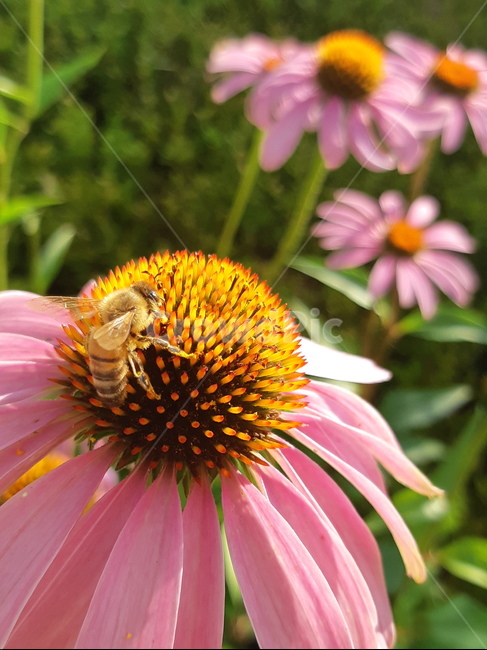 flower,bee,꽃,벌,분홍꽃