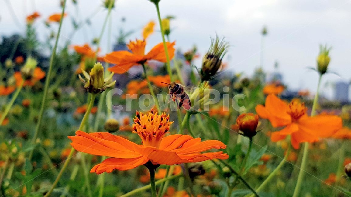 꽃,벌,일벌,꿀벌,코스모스,가음,식물,자연,plants,nature,꽃,flower,동물,animal,곤충,벌레,insect,bug