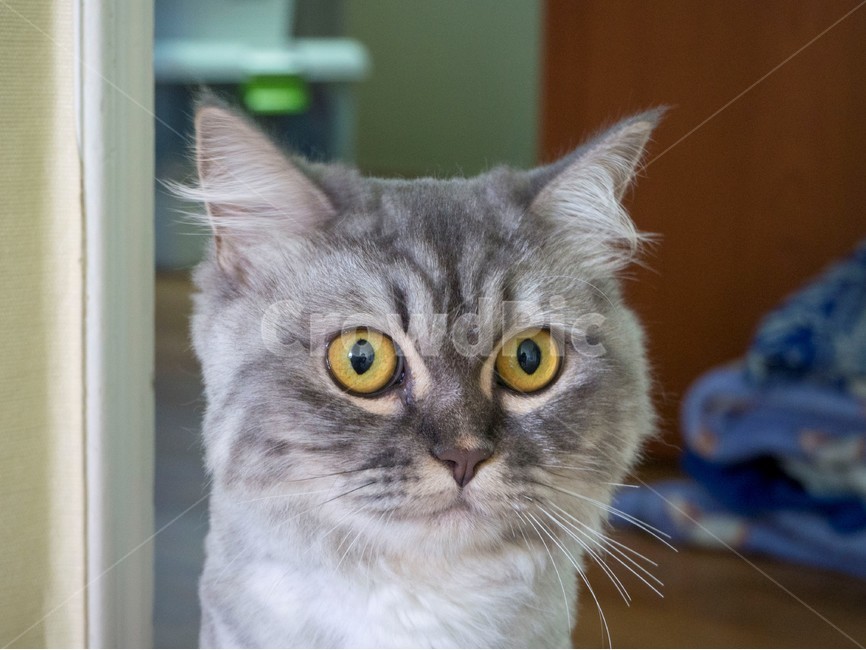 고양이,회색고양이,cat,집고양이,greycat,동물,animal,포유류,mammal,고양이,cat,kitten,kitty