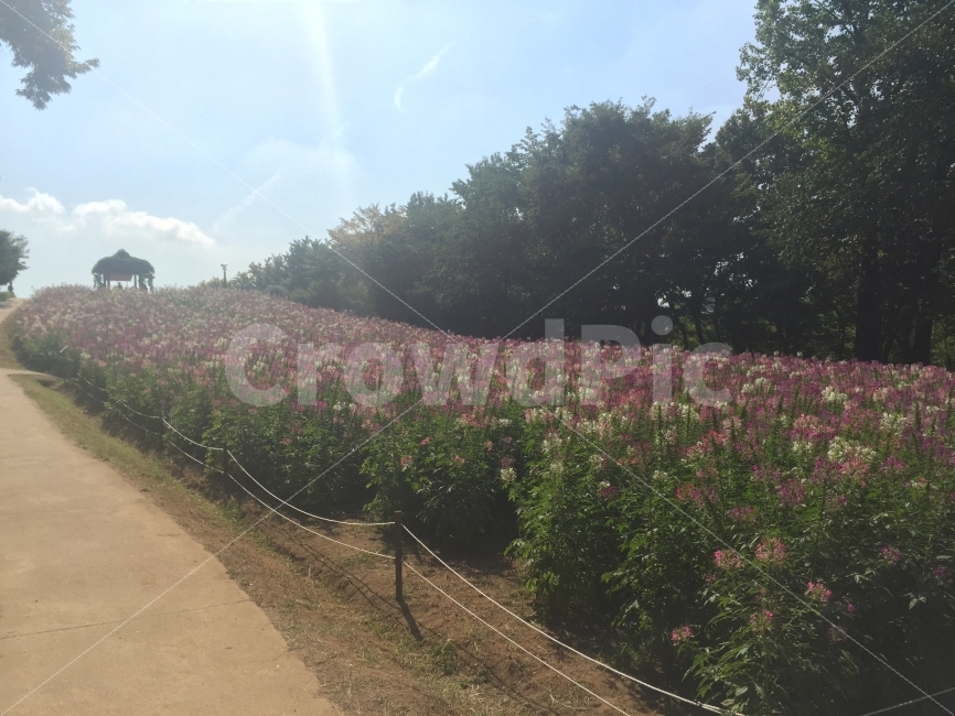 올림픽공원,꽃,풍경,분위기있는,느낌있는,자연,풍경,nature,landscape,outdoors,옥외