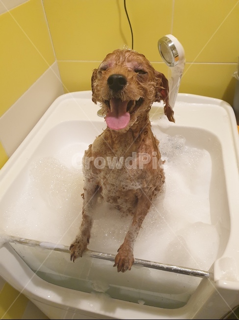 푸들,강아지,목욕,거품,버블,동물,animal,포유류,mammal,개,강아지,dog,doggy