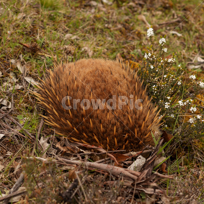 echidna,가시두더지,두더지,호주,호주동물,australiaanimal,australia,가시,mole,spinyanteaters,야생동물,wildlife,동물,animal